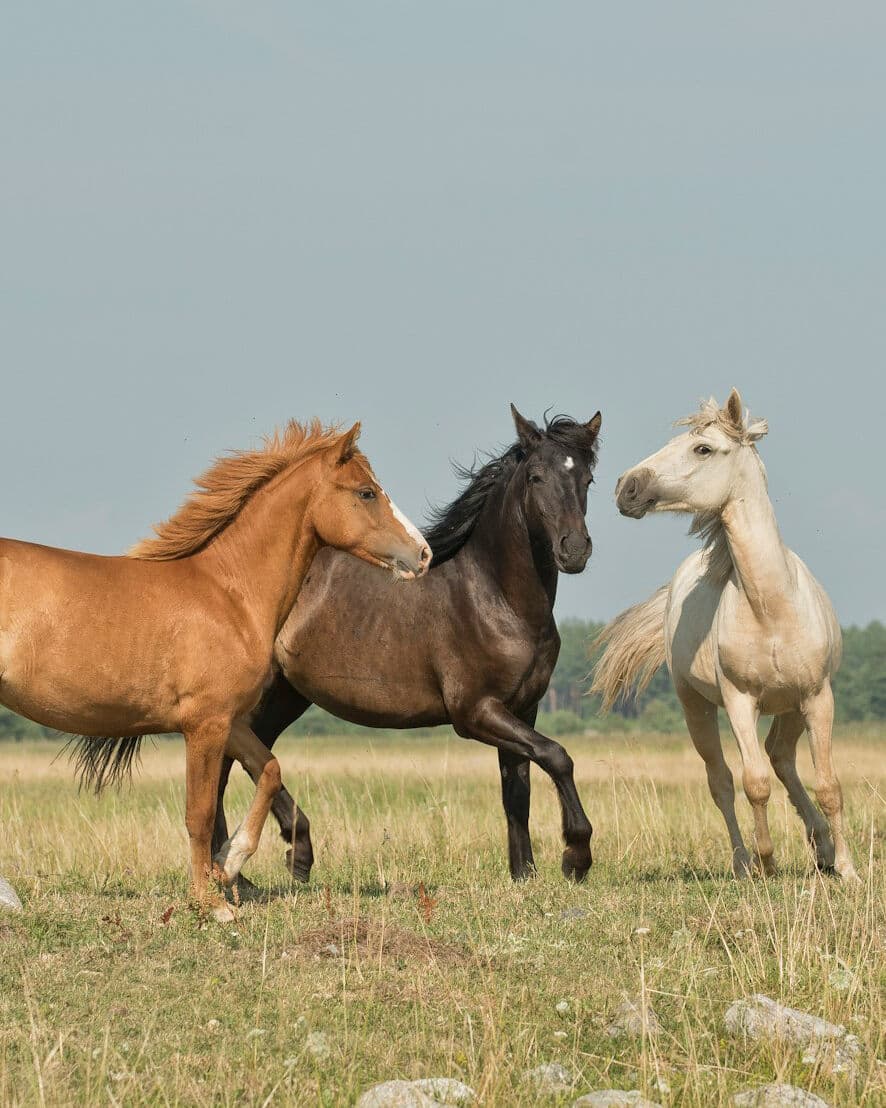 EquinePro