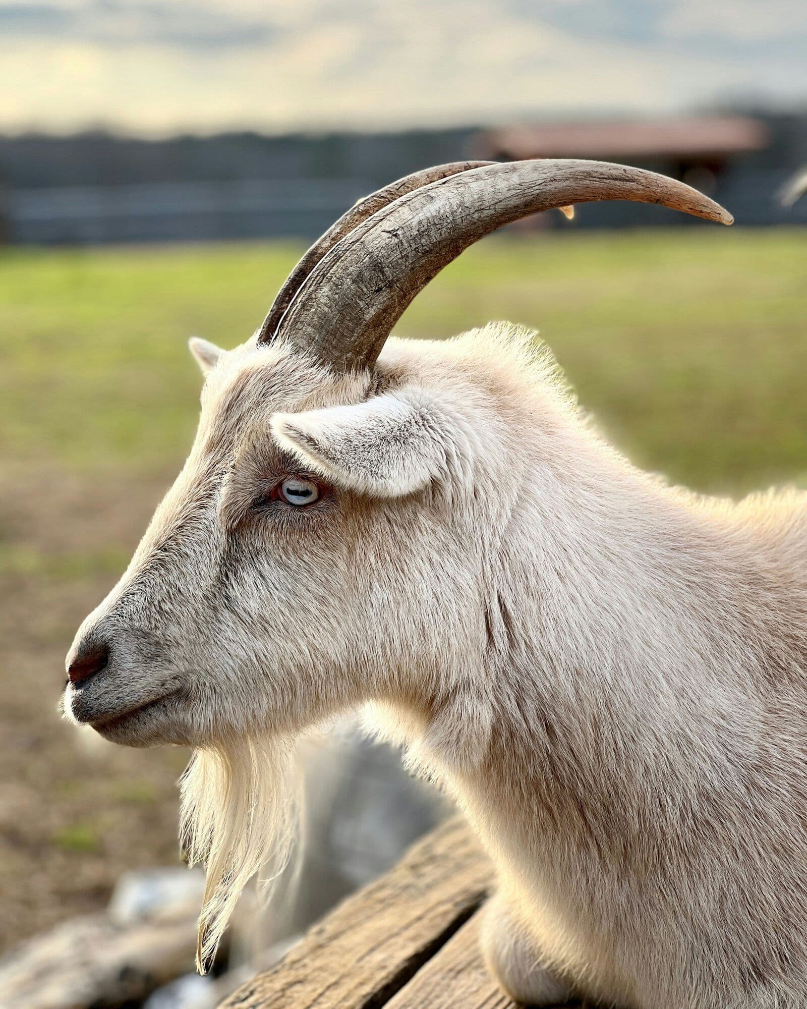 GoatPro