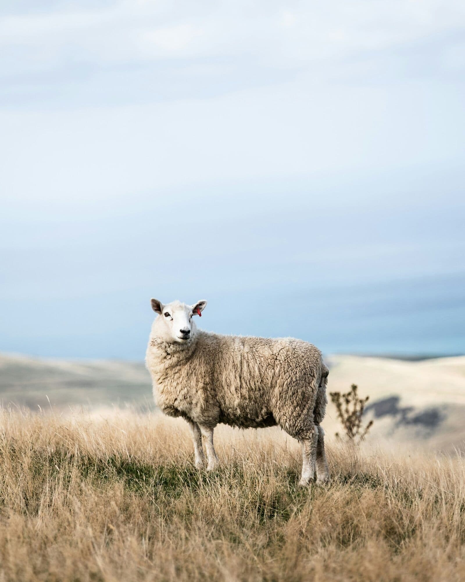 SheepPro
